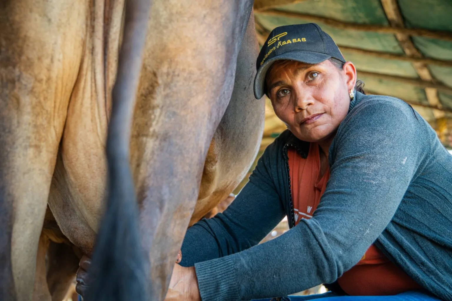 Productora de leche de la Asociación de Productores de Ganado del Municipio de Ovejas, Sucre – ASOPROGRAMO.